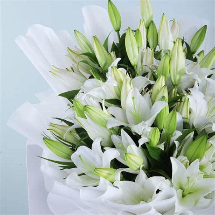 Casablanca flower - How To Discuss