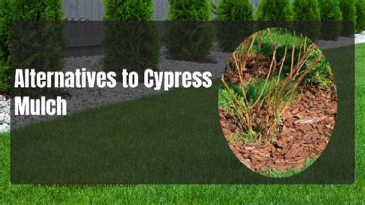 Cypress mulch near me - How To Discuss